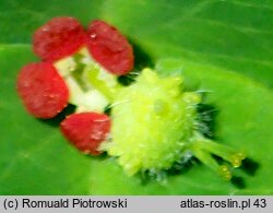 Euphorbia dulcis (wilczomlecz słodki)