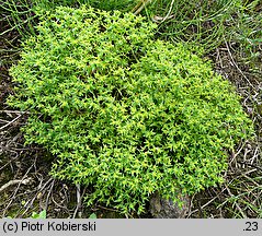 Euphorbia exigua (wilczomlecz drobny)