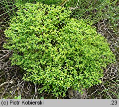 Euphorbia exigua (wilczomlecz drobny)