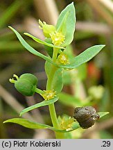 Euphorbia exigua (wilczomlecz drobny)