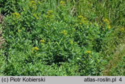 Euphorbia lucida (wilczomlecz błyszczący)