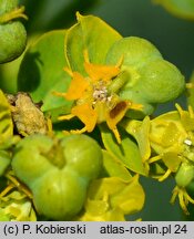 Euphorbia lucida (wilczomlecz błyszczący)