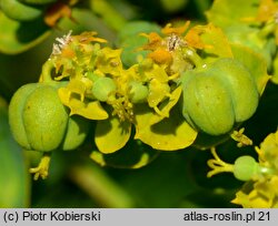 Euphorbia lucida (wilczomlecz błyszczący)