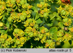 Euphorbia lucida (wilczomlecz błyszczący)