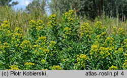 Euphorbia lucida (wilczomlecz błyszczący)