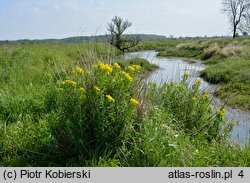 Euphorbia palustris (wilczomlecz błotny)