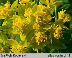 Euphorbia palustris (wilczomlecz błotny)