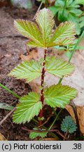 Filipendula ulmaria (wiązówka błotna)