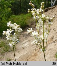 Filipendula vulgaris (wiązówka bulwkowa)