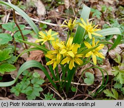 Gagea lutea (złoć żółta)