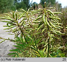 Galega officinalis (rutwica lekarska)