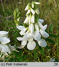 Galega officinalis (rutwica lekarska)