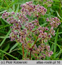 Galium boreale (przytulia północna)