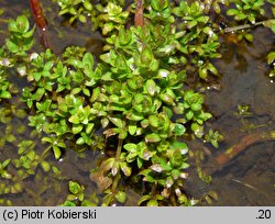 Galium elongatum (przytulia wydłużona)