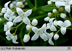 Galium elongatum (przytulia wydłużona)