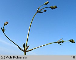 Galium elongatum (przytulia wydłużona)