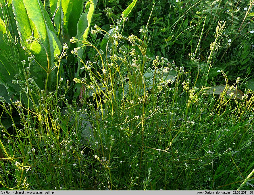 Galium elongatum (przytulia wydłużona)