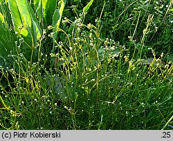 Galium elongatum (przytulia wydłużona)