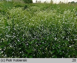 Galium elongatum (przytulia wydłużona)