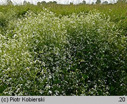 Galium elongatum (przytulia wydłużona)