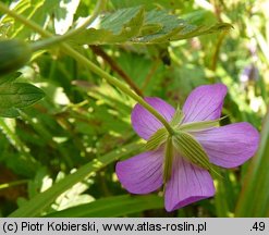 Geranium palustre (bodziszek błotny)