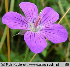 Geranium palustre (bodziszek błotny)