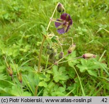 Geranium phaeum (bodziszek żałobny)