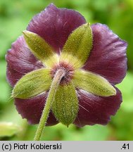 Geranium phaeum (bodziszek żałobny)