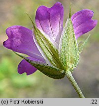 Geranium columbinum (bodziszek gołębi)