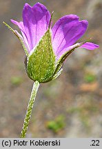 Geranium columbinum (bodziszek gołębi)