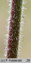 Geranium dissectum (bodziszek porozcinany)