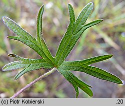 Geranium dissectum (bodziszek porozcinany)