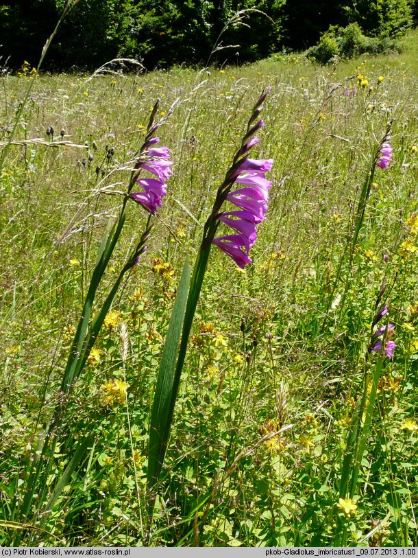 Gladiolus imbricatus (mieczyk dachówkowaty)