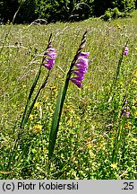 Gladiolus imbricatus (mieczyk dachówkowaty)