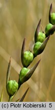 Gladiolus imbricatus (mieczyk dachówkowaty)