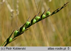 Gladiolus imbricatus (mieczyk dachówkowaty)