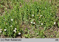 Gratiola officinalis (konitrut błotny)