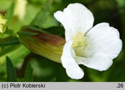 Gratiola officinalis (konitrut błotny)