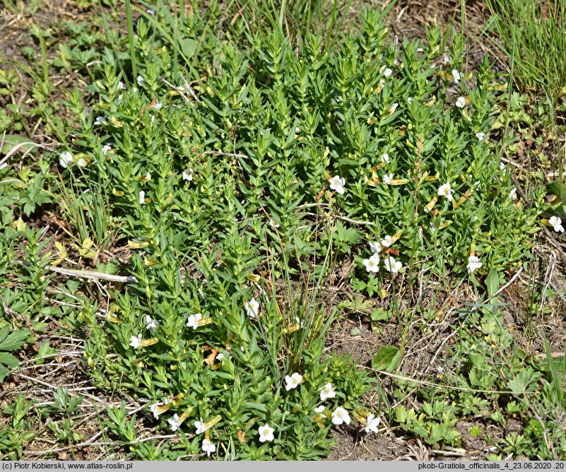 Gratiola officinalis (konitrut błotny)