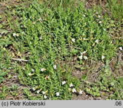 Gratiola officinalis (konitrut błotny)