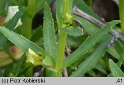 Gratiola officinalis (konitrut błotny)