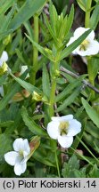 Gratiola officinalis (konitrut błotny)