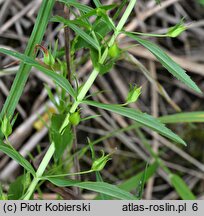 Gratiola officinalis (konitrut błotny)