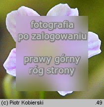 Gypsophila muralis (łyszczec polny)