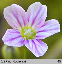 Gypsophila muralis (łyszczec polny)