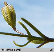 Gypsophila muralis (łyszczec polny)