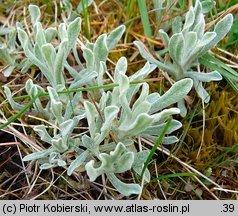 Helichrysum arenarium (kocanki piaskowe)