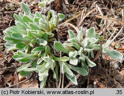 Helichrysum arenarium (kocanki piaskowe)