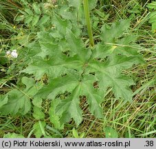 Heracleum sphondylium ssp. sphondylium (barszcz zwyczajny typowy)