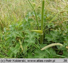 Heracleum sphondylium ssp. sphondylium (barszcz zwyczajny typowy)